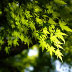 Povo 2.0で音声+データ通信の回線を新規申し込みでマイナンバーカードを使ったら、写真撮影なしで楽ちんだった
