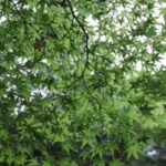 小雨の中にある景色