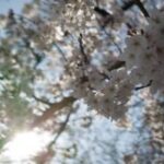 桜 撮り比べ