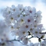 桜の写真を比べて見えてきた。EF 50mm F1.4とGR LENS 28mm F1.9