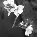 「前奏曲」 iPhone4s 白黒写真 作品