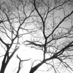 「 Fractal 」 GR4D モノクロ写真 