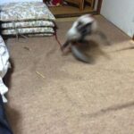 [日刊 20131122 Vol.142] またたびってすごい