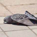 【アクセストップ10】 2013年10月： 162 記事  （一日 5.2 記事）書きました。10%成長できました。