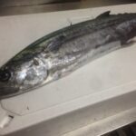 【おいしいものレポ 2013-12-15】カニや！雑炊や！、この器は．．ないでしょ、スイーツがすごい、など