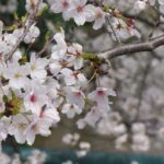【大阪 八尾市】桜が綺麗な玉串川沿 -近鉄 高安駅周辺-