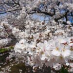 【大阪 八尾市】桜が綺麗な玉串川沿 -近鉄 山本駅周辺-