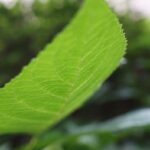3年間飲んだ西洋薬を止めて見えた、自分らしく生きること。双極性障害との共存。