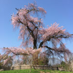 2015/03/30 なぜか京都で打ち合わせ？桜を楽しみました