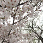 2015/04/02 桜 満開