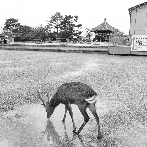 興福寺と鹿