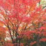 ものくろ通信 2015年12月10日 二つ目