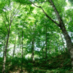 20170807 世界遺産 白神山地をプチ体験、青森の花火大会で空を埋めつす二尺玉に感動【花火の動画あり】