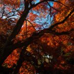 「恵林寺」山梨県 武田信玄 菩提寺の紅葉が素晴らしい （2017年11月19日）