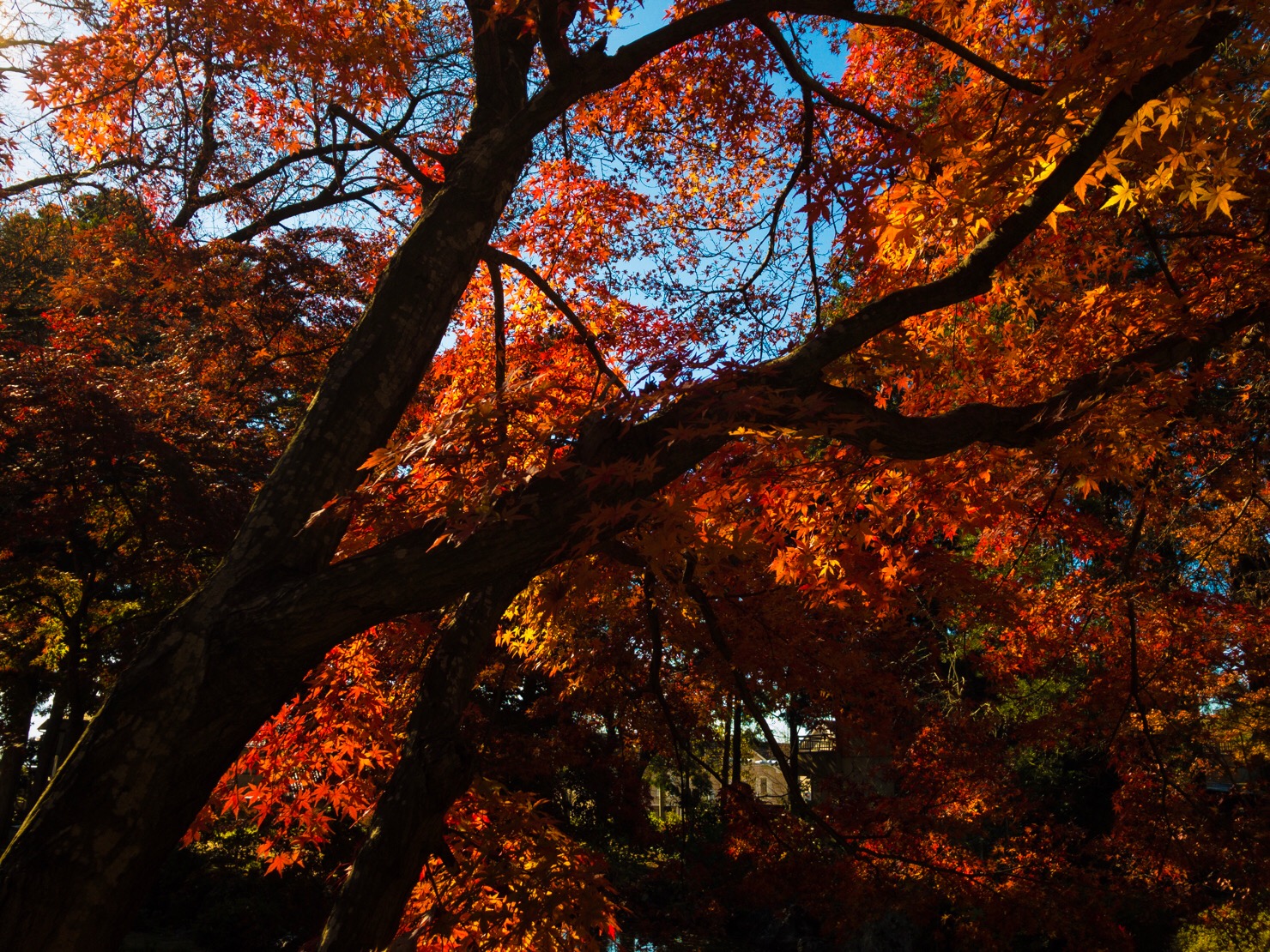 恵林寺 山梨県 武田信玄 菩提寺の紅葉が素晴らしい 17年11月19日 ものくろぼっくす