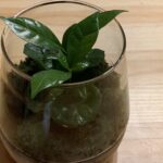 イン ザ グリーン(IN THE GREEN)× SOLSO HOME (東京・日本橋 高島屋 新館 1F)緑で癒される空間 観葉植物を衝動買いしたけど大満足
