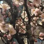 2025-01-25のダイアリー