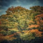 LPL ASVに参加した1日 2025-11-08