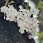 Claude Code で「自分の分身」を量産している話【2026年4月版】