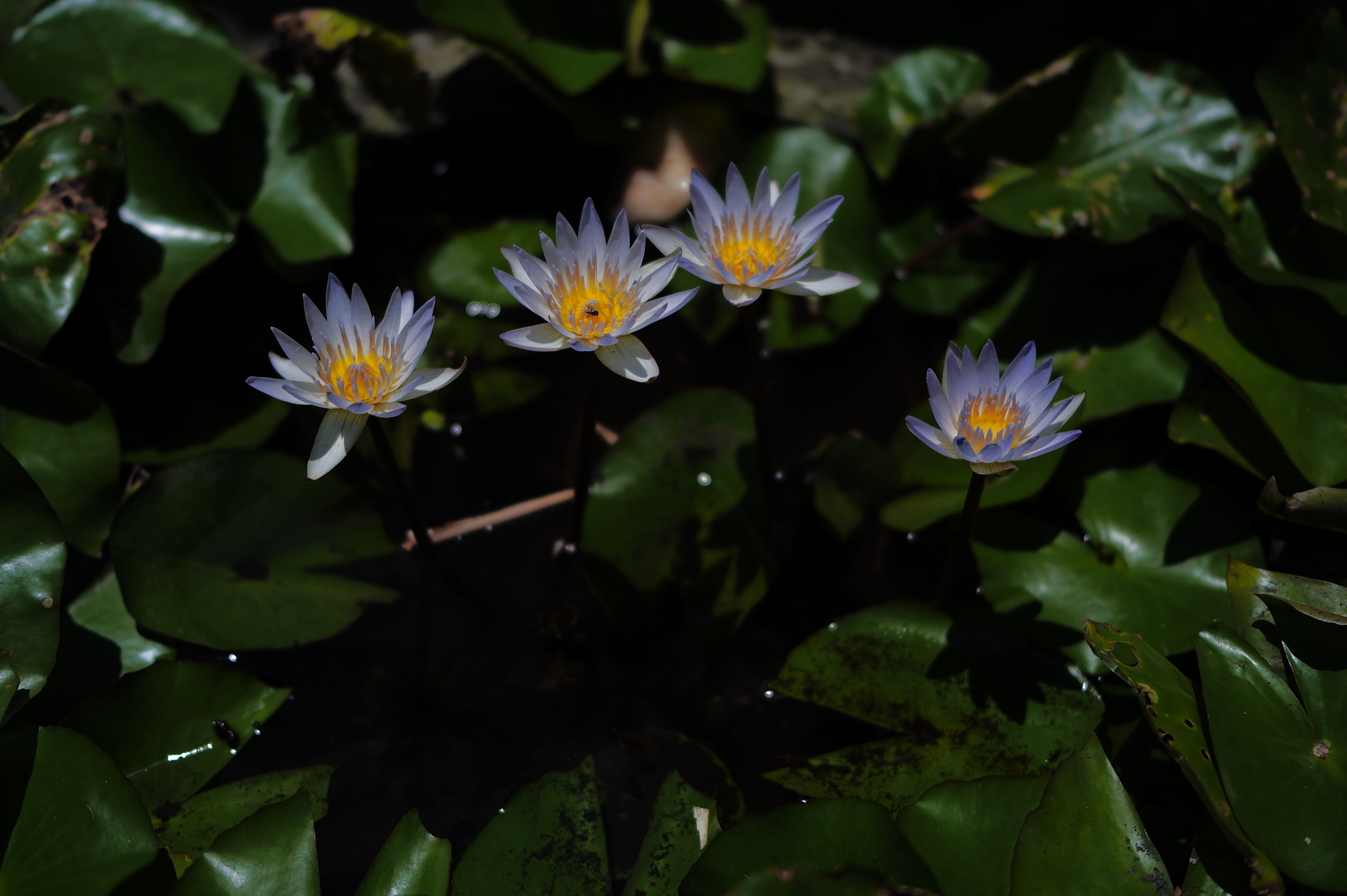 池に咲く睡蓮