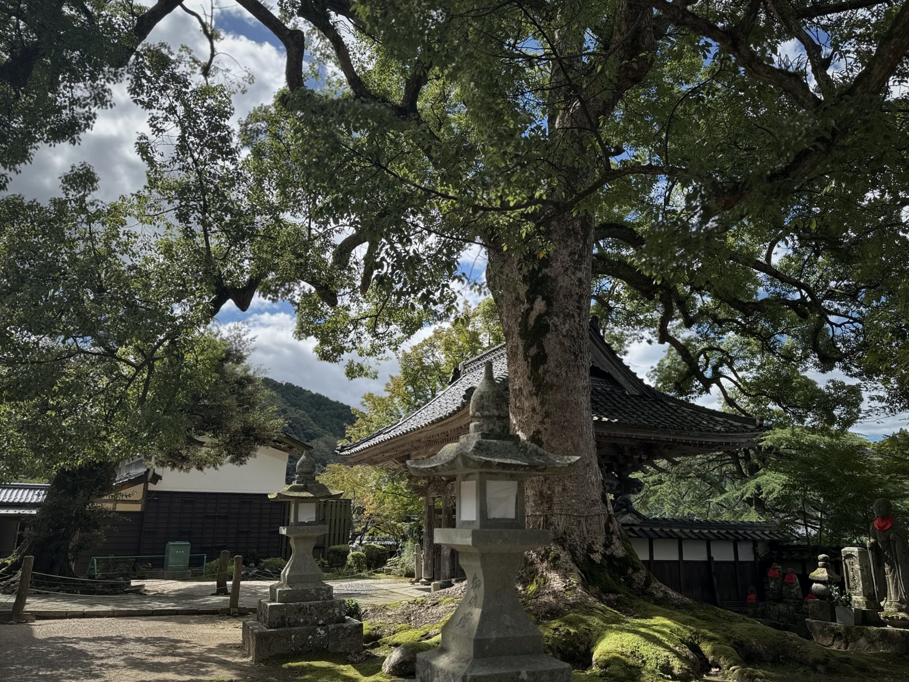 大乗寺の境内。大きな木と灯籠