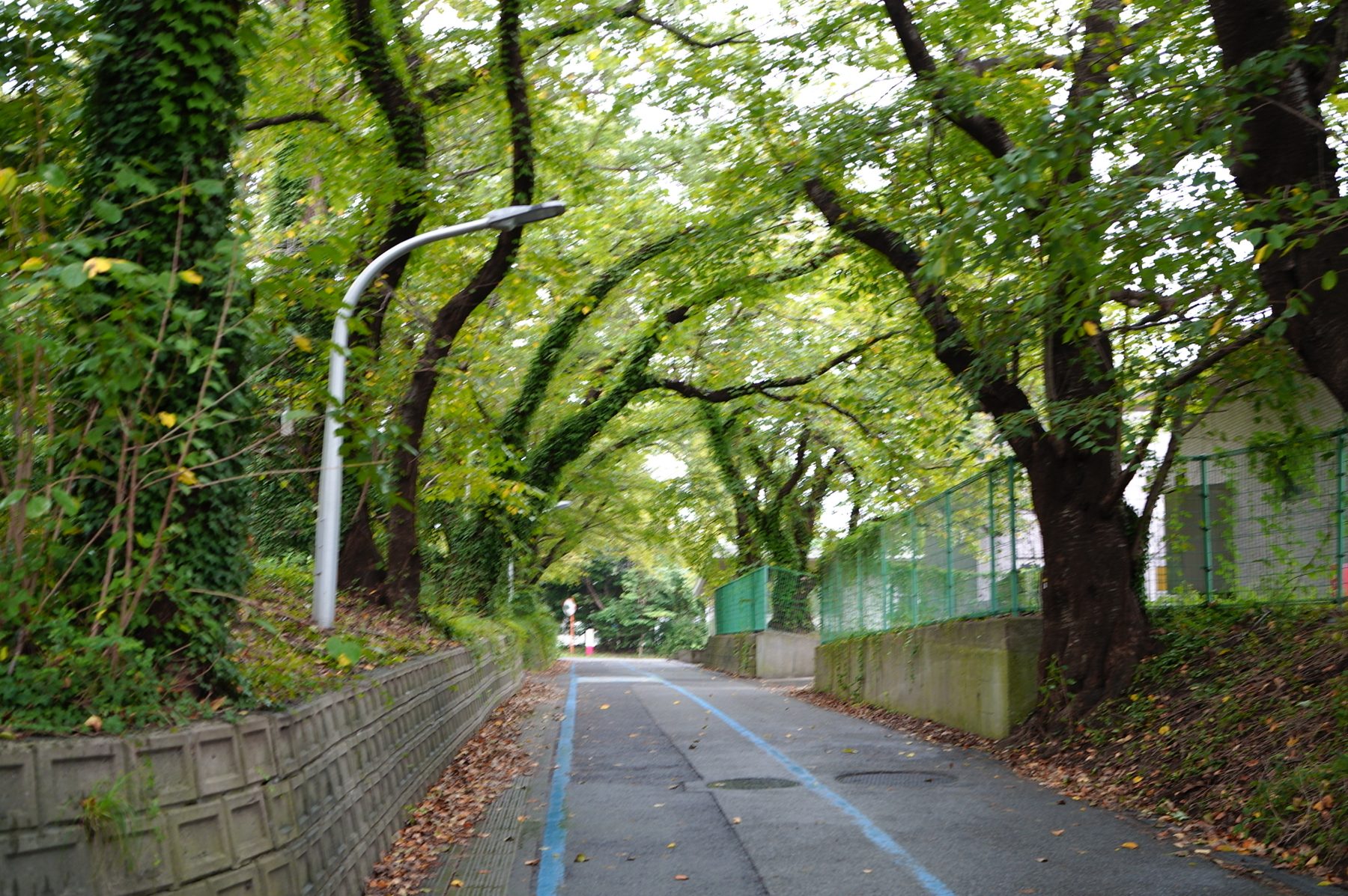 木のトンネルのような道